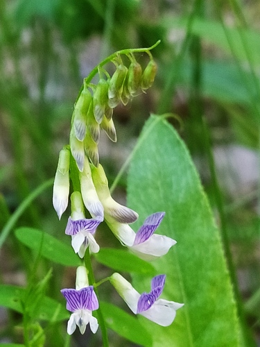 Wood Vetch