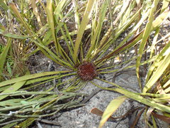 Protea scabra