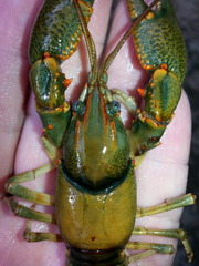Cambarus coosae