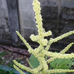 Amaranthus viridis