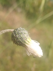 Tyrimnus leucographus