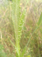 Tyrimnus leucographus