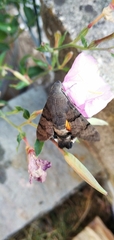 Macroglossum stellatarum