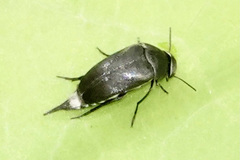 Mordella lunulata