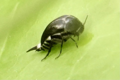 Mordella lunulata