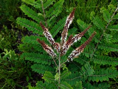 Amorpha herbacea
