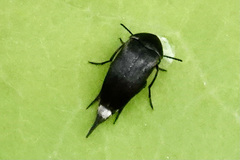 Mordella lunulata