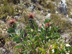 Protea punctata