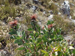 Protea punctata