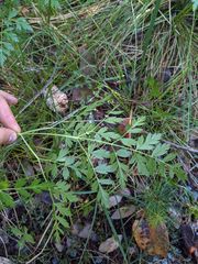 Ligusticum californicum