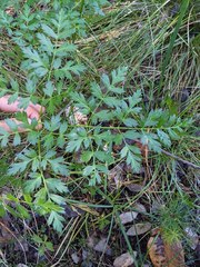 Ligusticum californicum