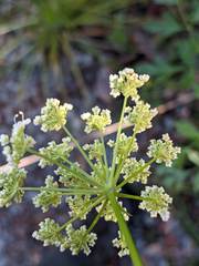 Ligusticum californicum