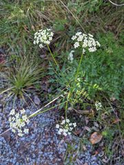Ligusticum californicum
