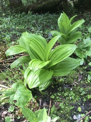 Veratrum album