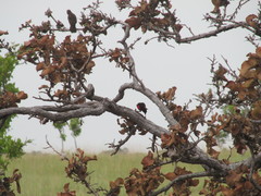Leistes militaris