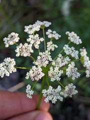 Ligusticum californicum