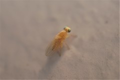 Chyromyidae
