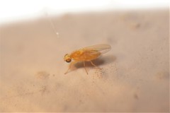 Chyromyidae