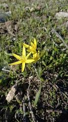 Empodium veratrifolium