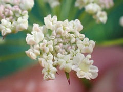 Ligusticum californicum