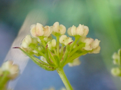 Ligusticum californicum