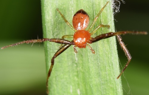 Black-banded Crab Spider