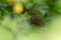 Helopsaltes fasciolatus