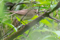Helopsaltes fasciolatus
