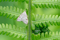 Udea decrepitalis