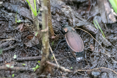 Carabus regalis