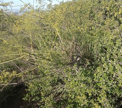 Anginon difforme