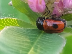 Cryptocephalus bipunctatus