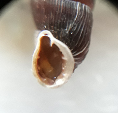 Laciniaria plicata
