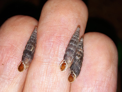 Laciniaria plicata