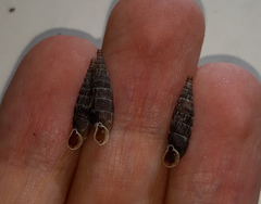 Laciniaria plicata