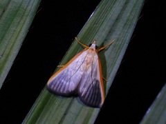 Pylartes subcostalis