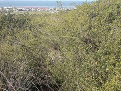 Anginon difforme