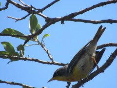 Setophaga americana × pitiayumi