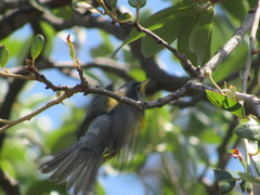 Setophaga americana × pitiayumi