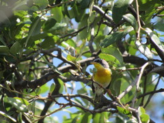 Setophaga americana × pitiayumi