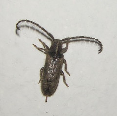 Sophronica lineata