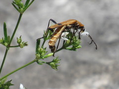 Chauliognathus discus discus