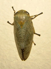 Ptyelus
