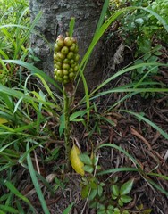 Amorphophallus kiusianus
