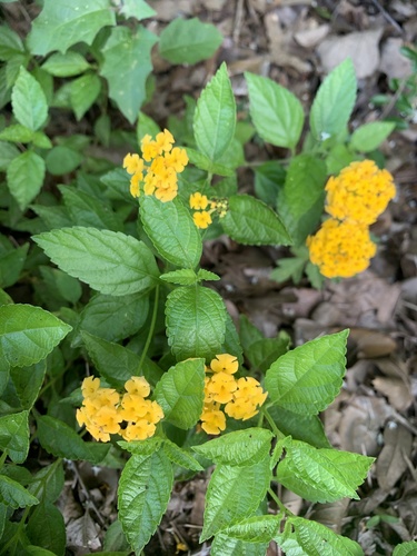 Lantana × polyacantha, photograph 4