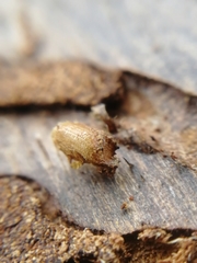 Ips sexdentatus