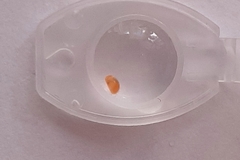 Oligostraca