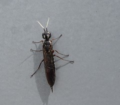 Xyeloidea