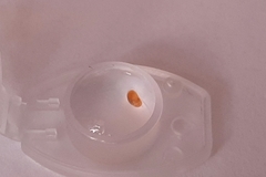 Oligostraca