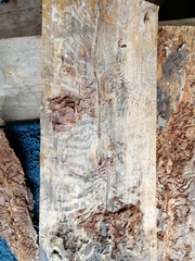 Ips sexdentatus